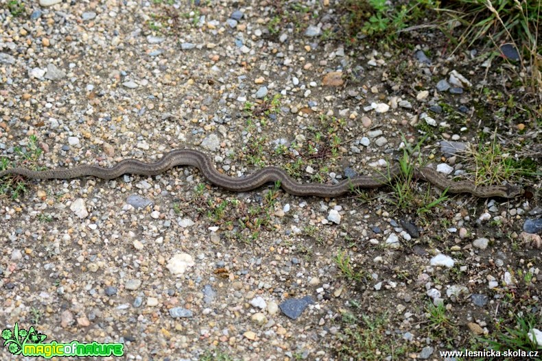 Užovka hladká - Coronella austriaca - Foto Marie Žďánská 0318 (2)