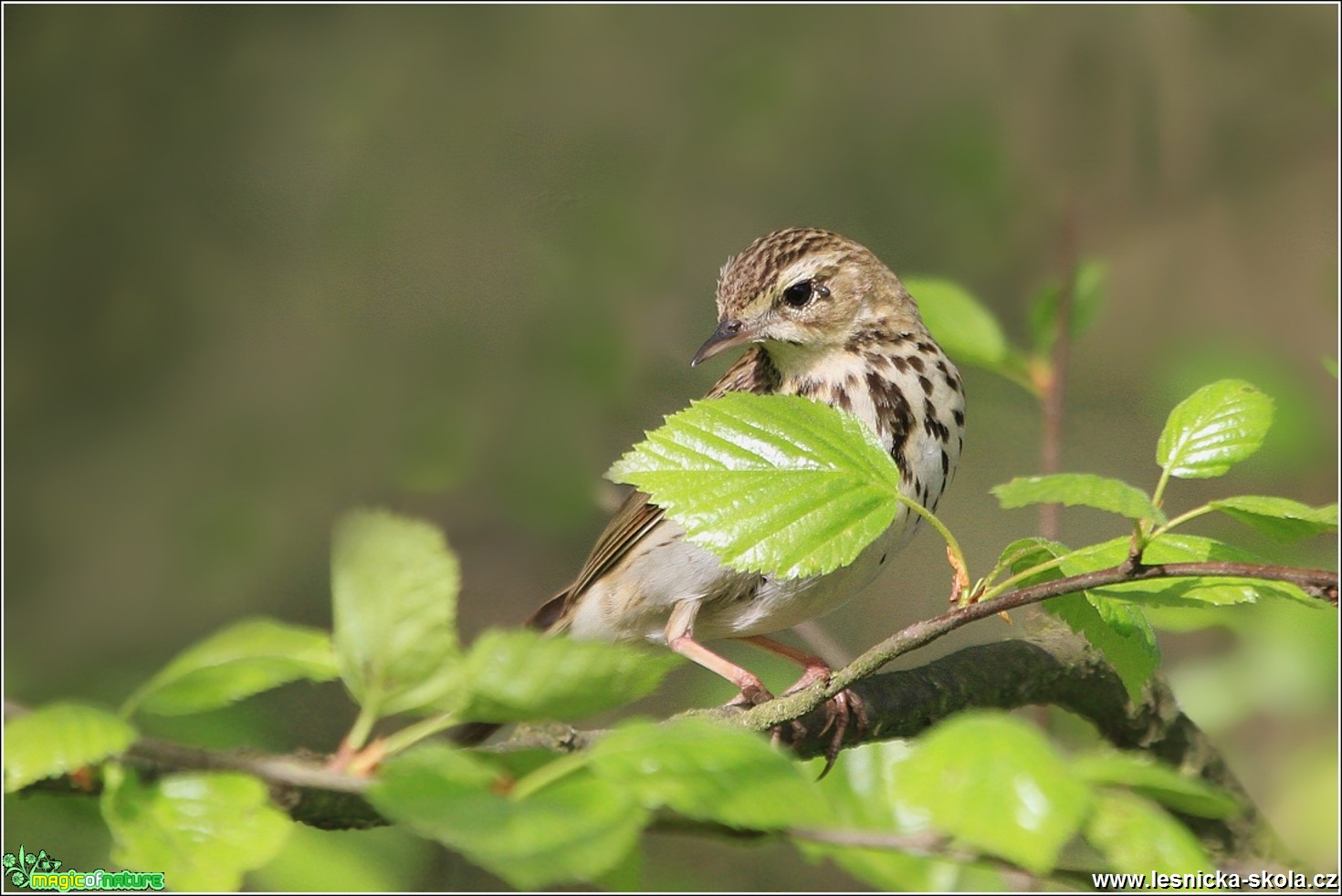 Linduška lesní - Anthus trivialis - Foto Monika Suržinová 0318 (1)