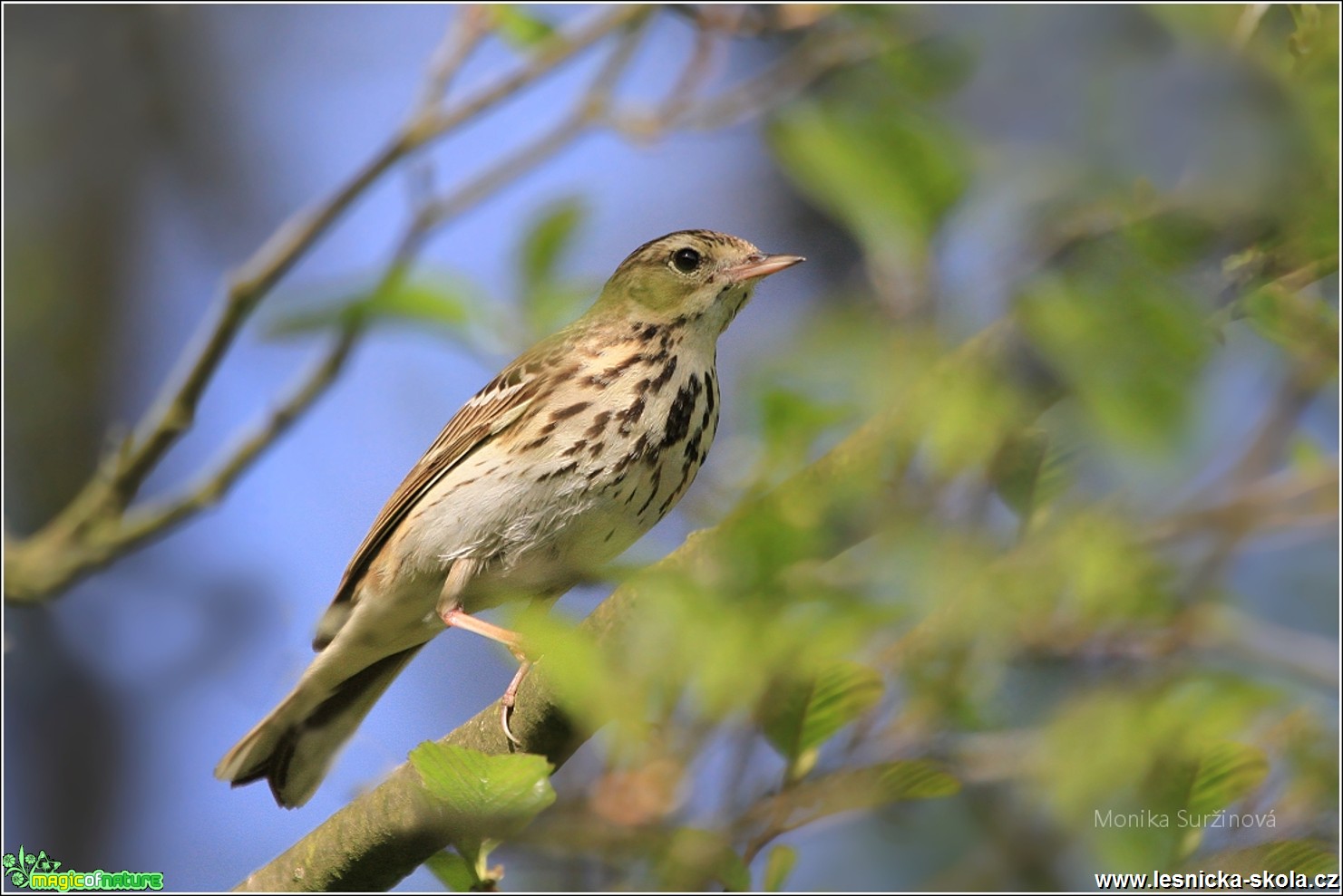 Linduška lesní - Anthus trivialis - Foto Monika Suržinová 0318 (2)