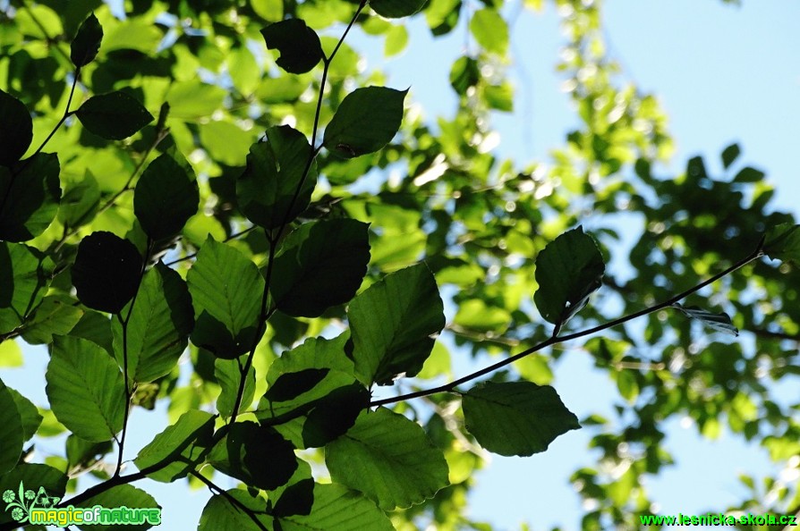 Buk lesní - Fagus sylvatica - Foto Karel Kříž (1)