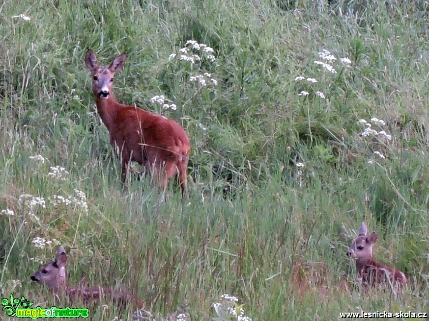 Setkání s rodinkou - Foto František Marcín 0318