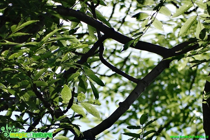 Jasan ztepilý - Fraxinus excelsior - Foto Karel Kříž