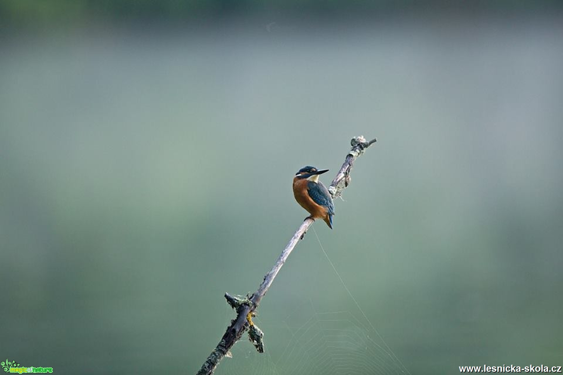 Ledňáček říční - Alcedo atthis - Foto Lukáš Zahrádka 0318