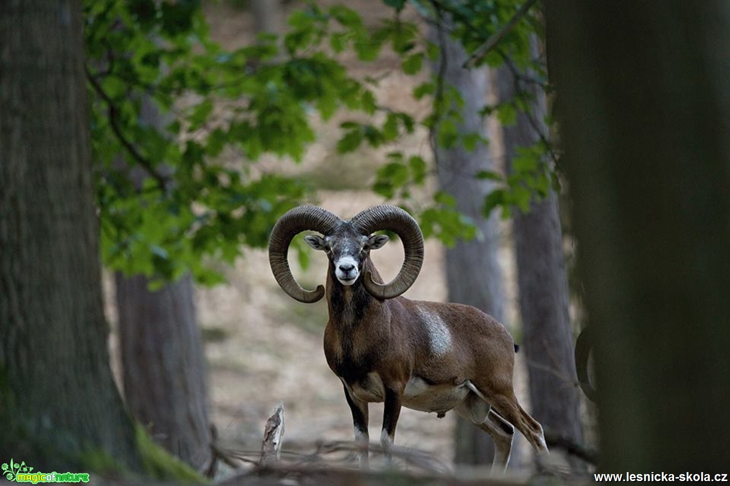 Muflon - Ovis musimon - Foto Lukáš Zahrádka 0318