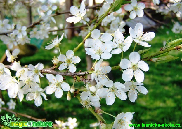 Třešeň ptačí - Prunus avium- Foto David Hlinka