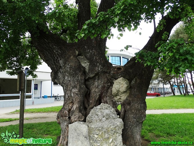 Lípa srdčitá - Tilia cordata - Foto Karel Kříž