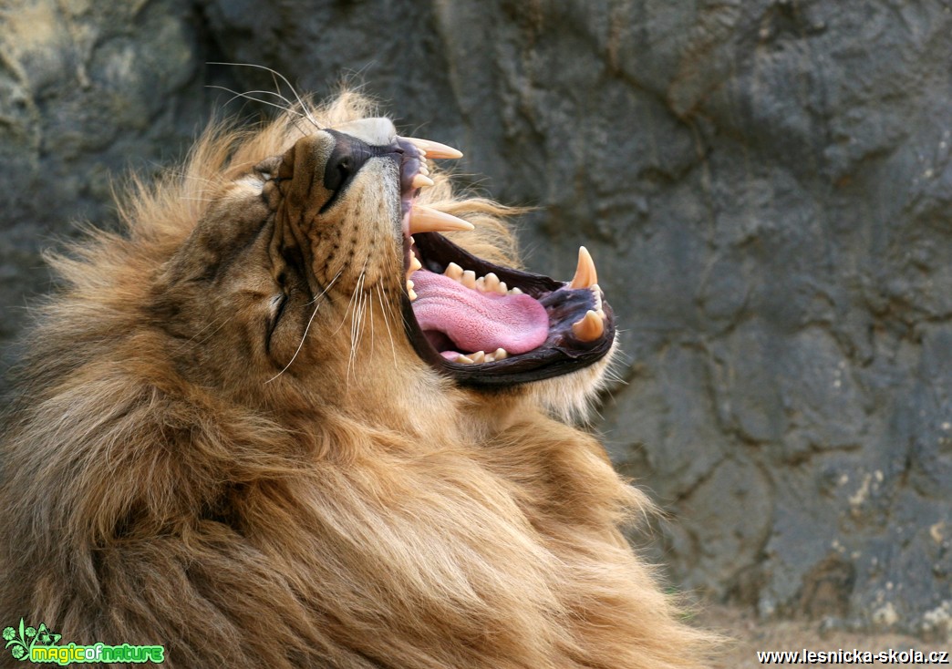 ZOO Ústí nad Labem - Lev konžský - Foto Angelika Špicarová (1)