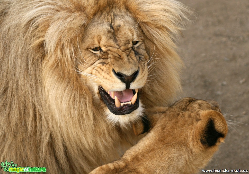 ZOO Ústí nad Labem - Lev konžský - Foto Angelika Špicarová (2)