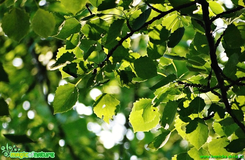 Topol osika - Populus tremula - Foto Karel Kříž