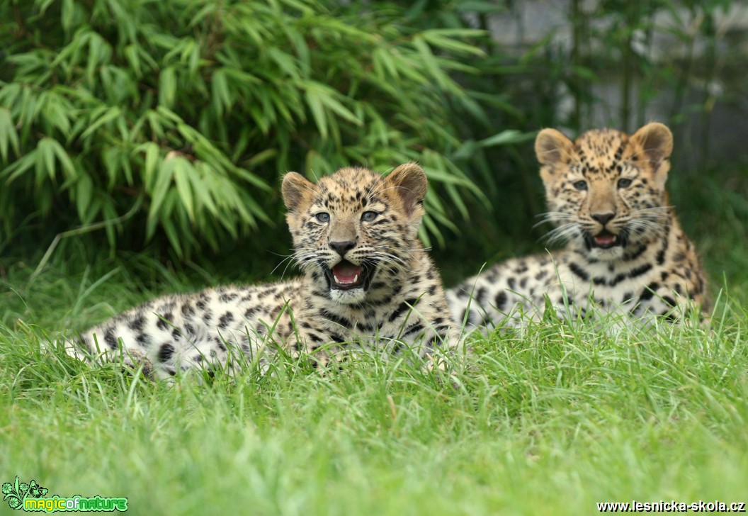 ZOO Ústí nad Labem - Levhart mandžuský - Foto Angelika Špicarová (1)