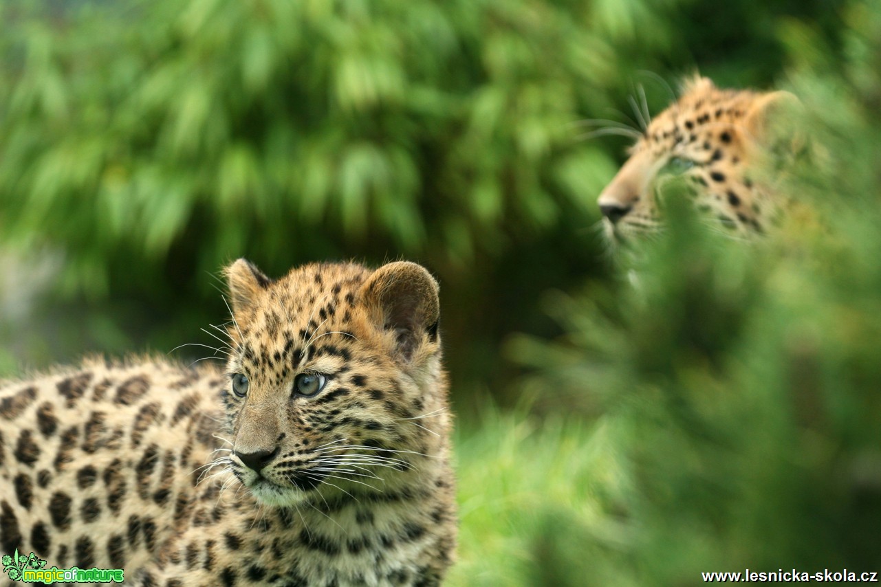 ZOO Ústí nad Labem - Levhart mandžuský - Foto Angelika Špicarová (2)