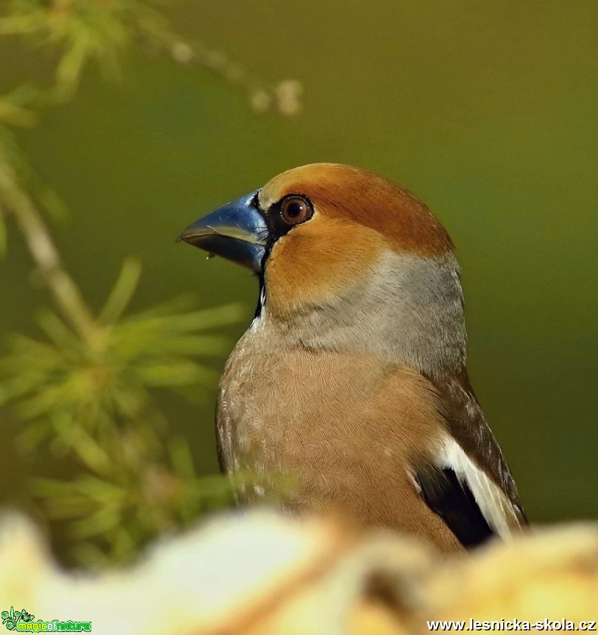 Dlask tlustozobý - Coccothraustes coccothraustes - Foto Pavel Balazka 0418