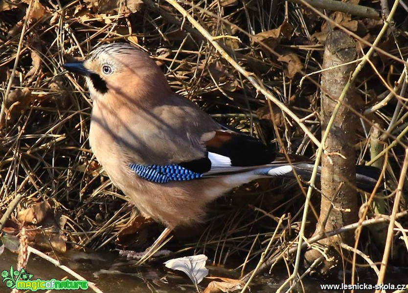 Sojka obecná - Garrulus glandarius - Foto Pavel Balazka 0418