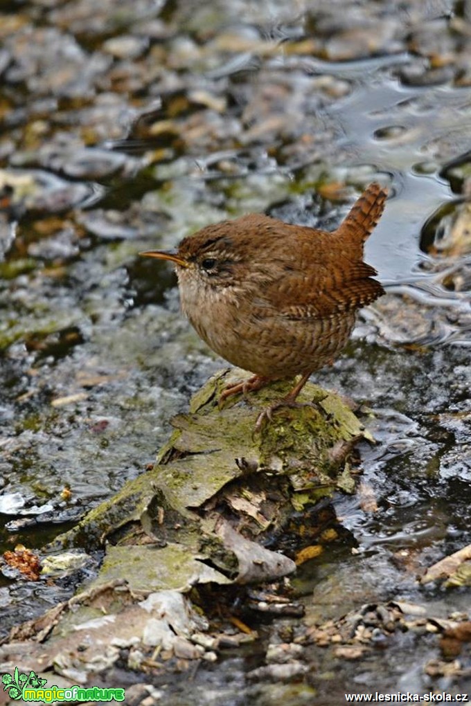 Střízlík obecný - Foto Marie Vykydalová 0418