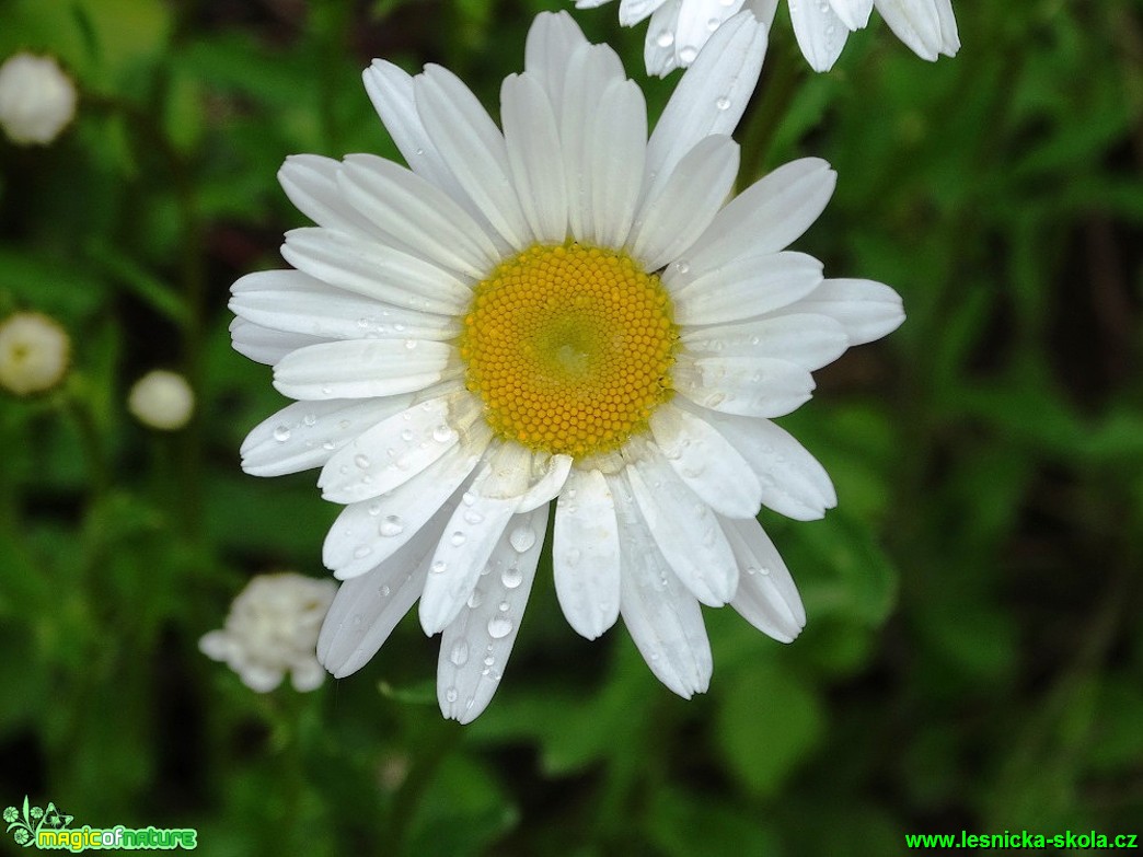 Kopretina bílá - Leucathemum vulgare - Foto Karel Kříž (1)