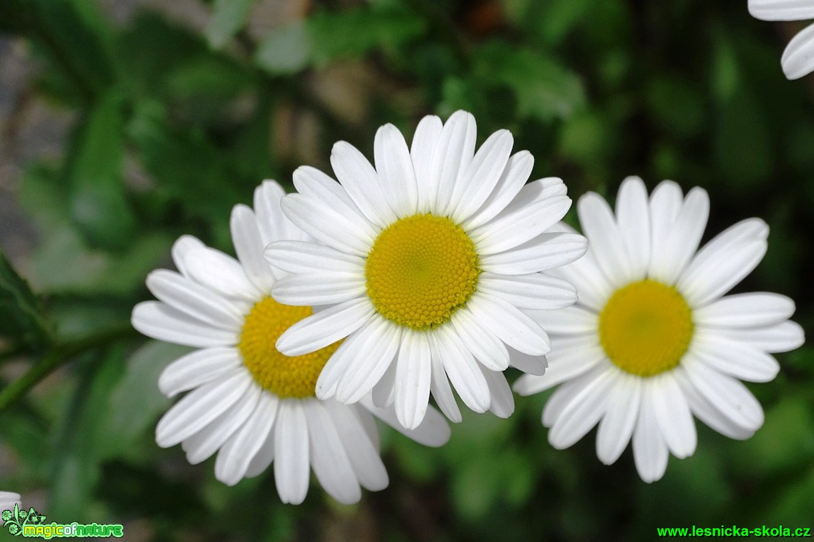 Kopretina bílá - Leucathemum vulgare - Foto Karel Kříž