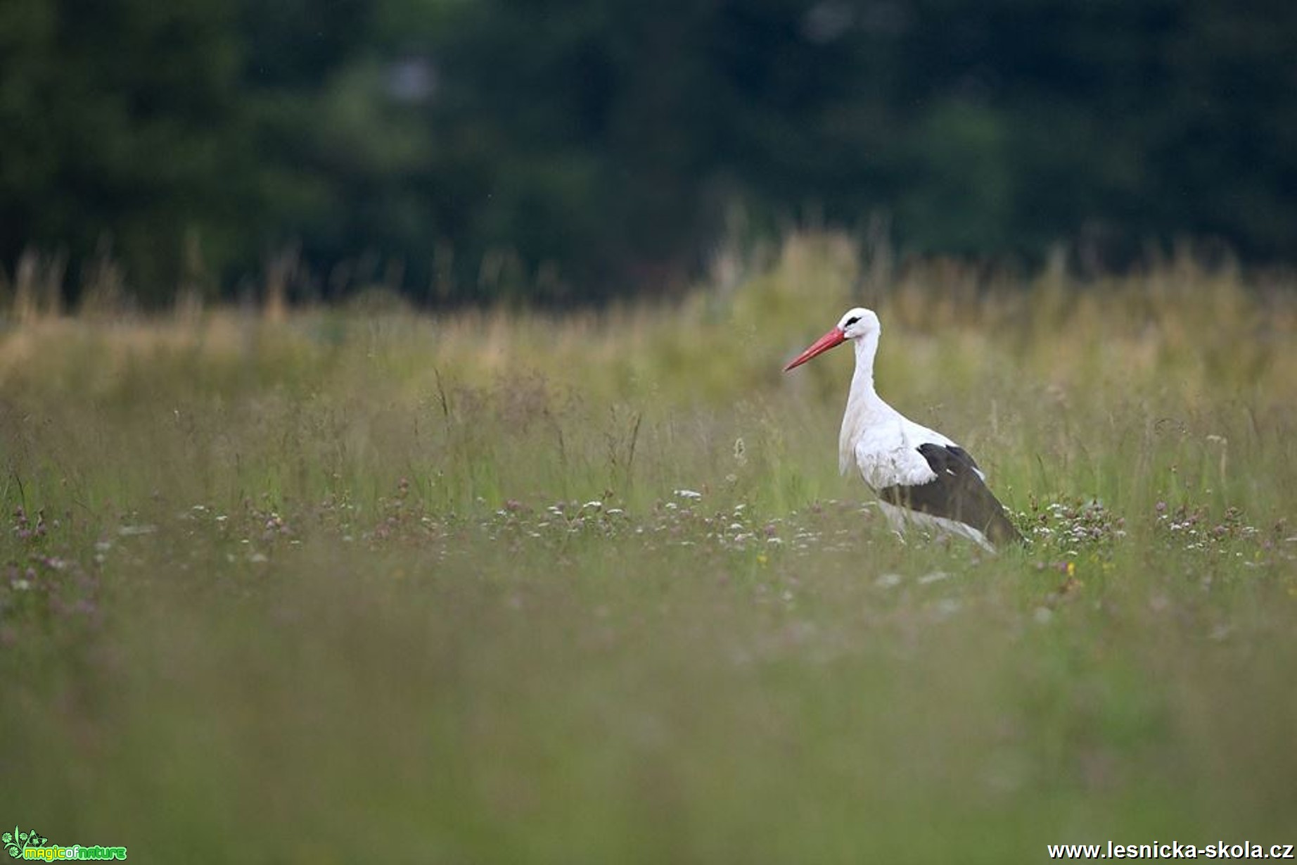 Čáp bílý - Ciconia ciconia - Foto Lukáš Zahrádka 0418