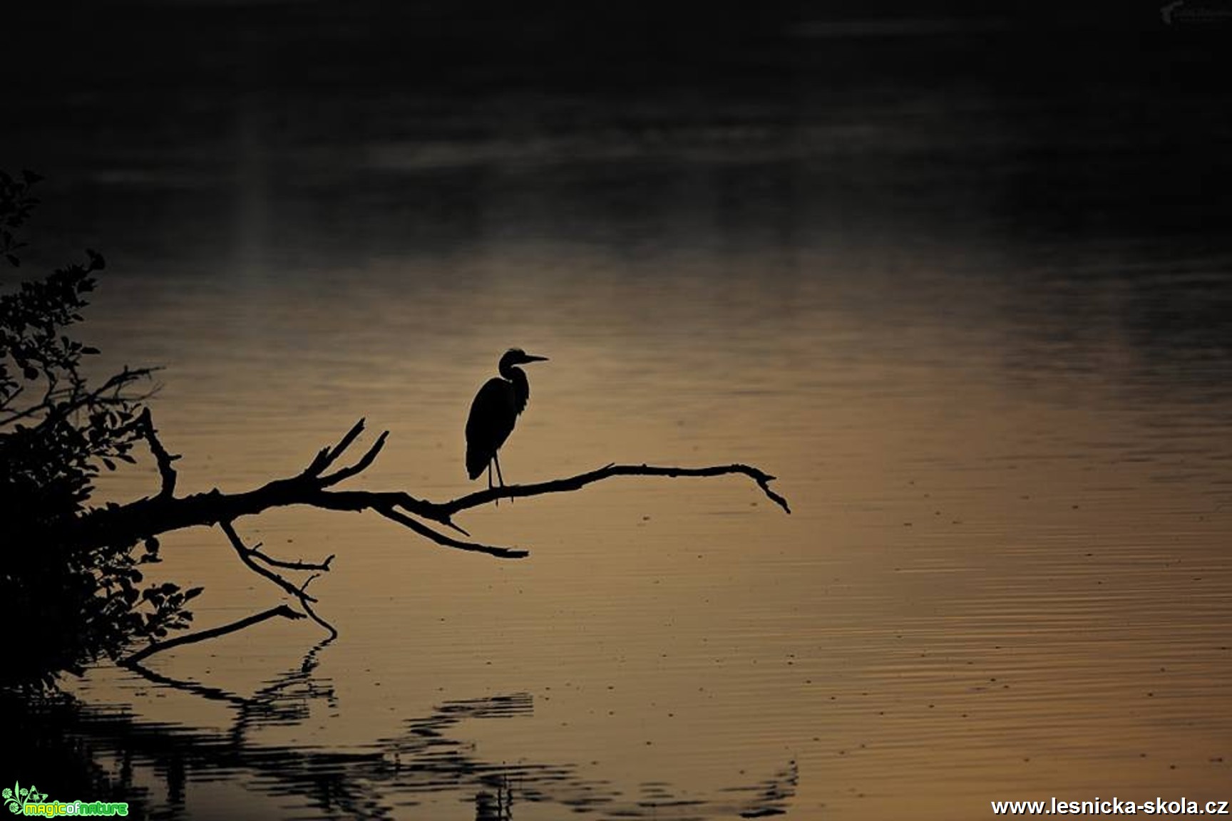 Volavka popelavá - Ardea cinerea - Foto Lukáš Zahrádka 0418