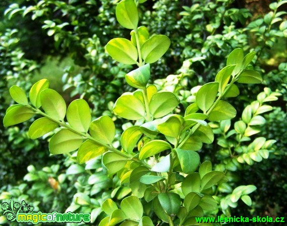 Zimostráz vždyzelený - Buxus sempervirens - Foto David Hlinka