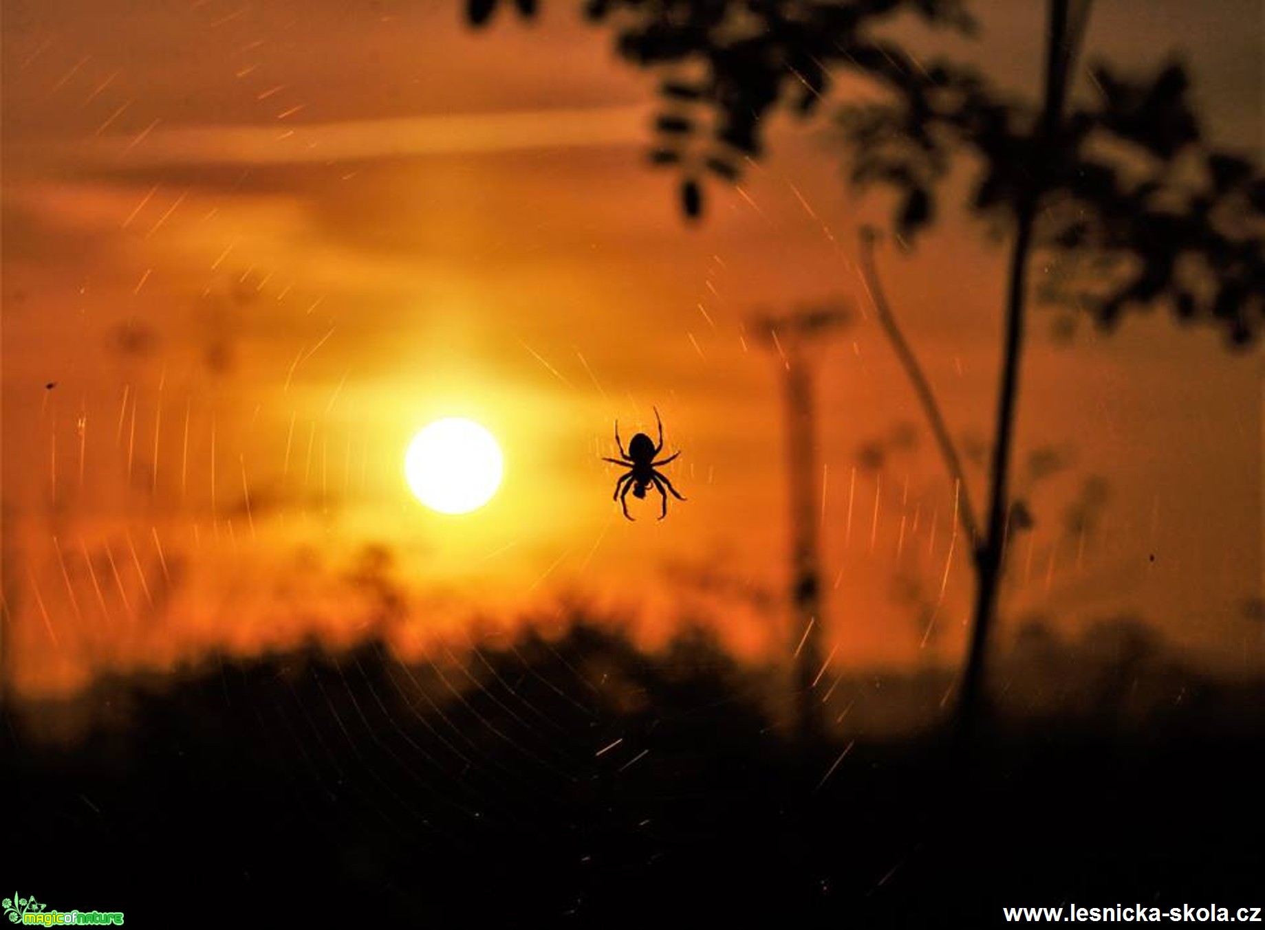 Slunce v síti - Foto Dušan Sedláček 0418