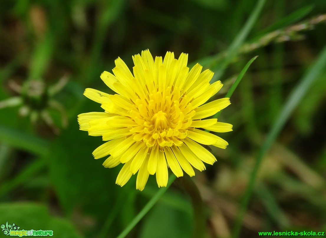 Smetanka lékařská - Taraxsacum officinale - Foto Karel Kříž