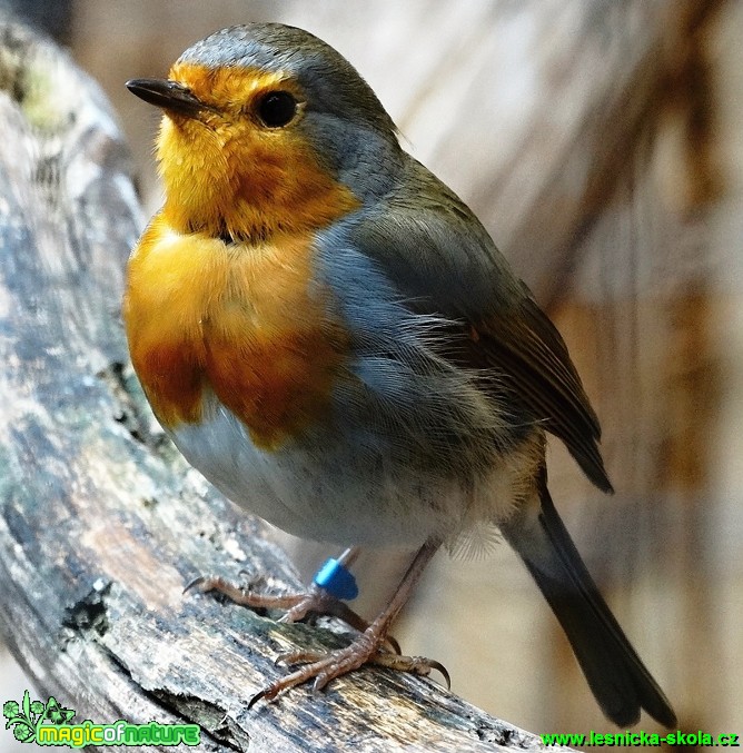 Červenka obecná - Erithacus rubekula - Foto Karel Kříž