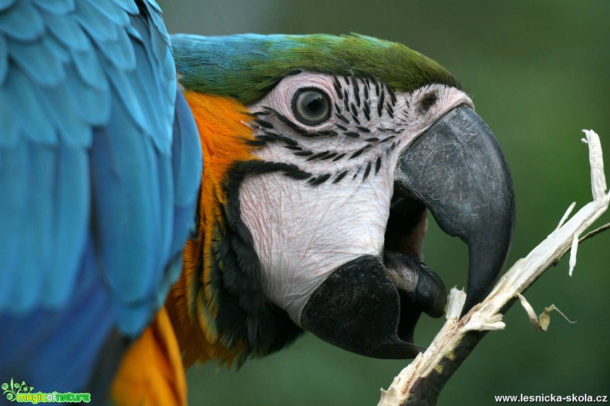 ZOO Ústí nad Labem - Ara ararauna - Foto Angelika Špicarová