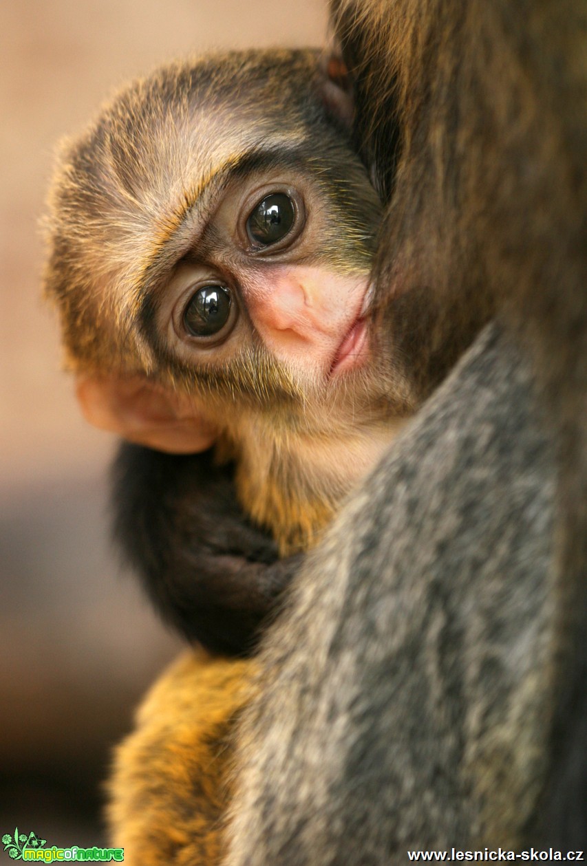 ZOO Ústí nad Labem - Kočkodan Brazzův - Foto Angelika Špicarová