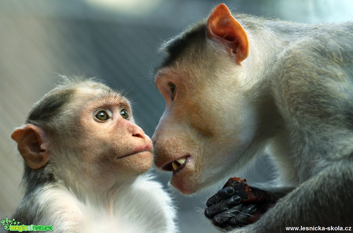 ZOO Ústí nad Labem - Makak kápový - Foto Angelika Špicarová