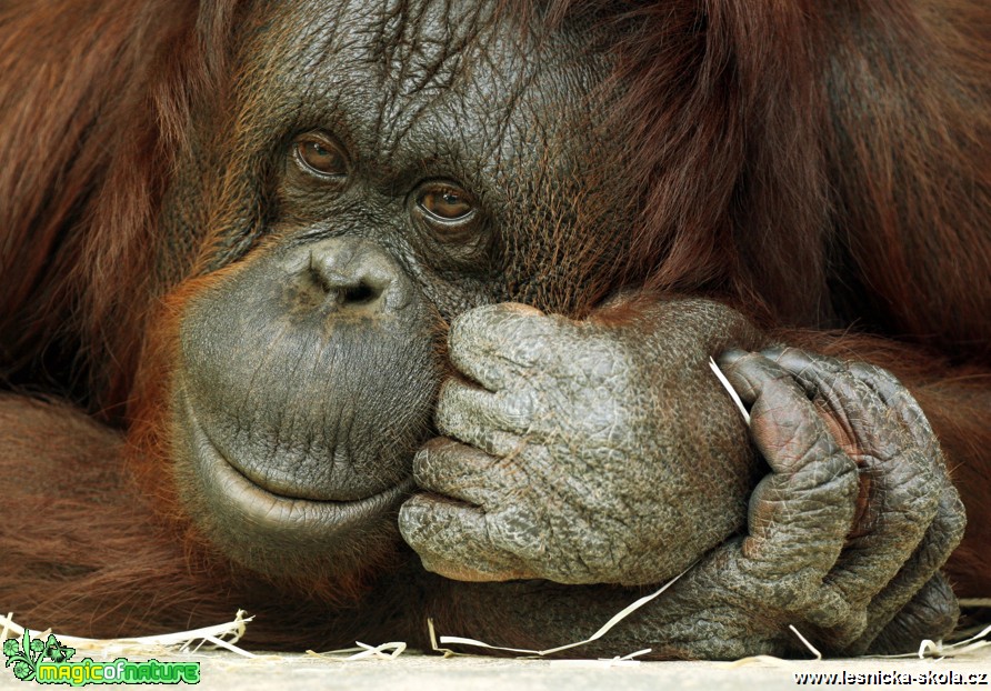 ZOO Ústí nad Labem - Orangutan bornejský - Foto Angelika Špicarová (1)