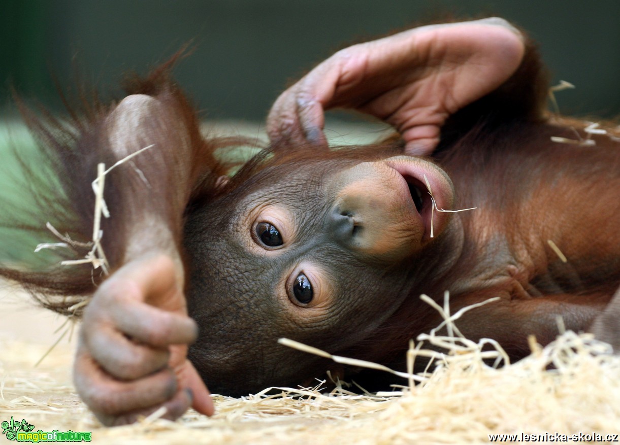 ZOO Ústí nad Labem - Orangutan bornejský - Foto Angelika Špicarová (2)