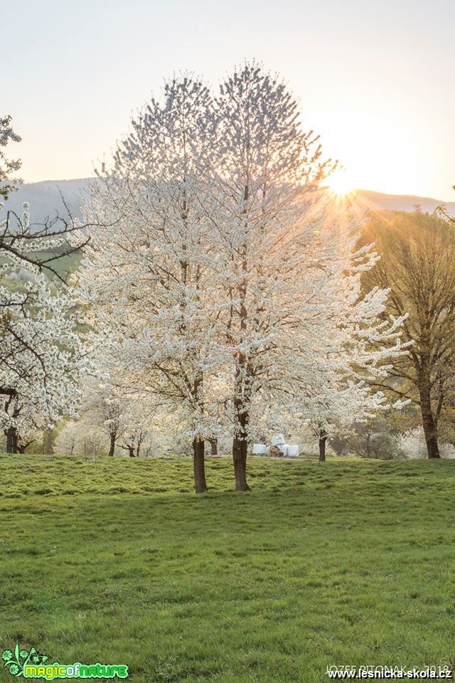 Rozkvetlé stromy slovenských hor - Foto Jozef Pitoňák 0418 (1)