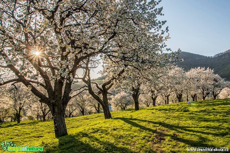 Rozkvetlé stromy slovenských hor - Foto Jozef Pitoňák 0418 (5)