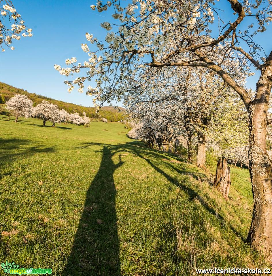 Rozkvetlé stromy slovenských hor - Foto Jozef Pitoňák 0418 (6)