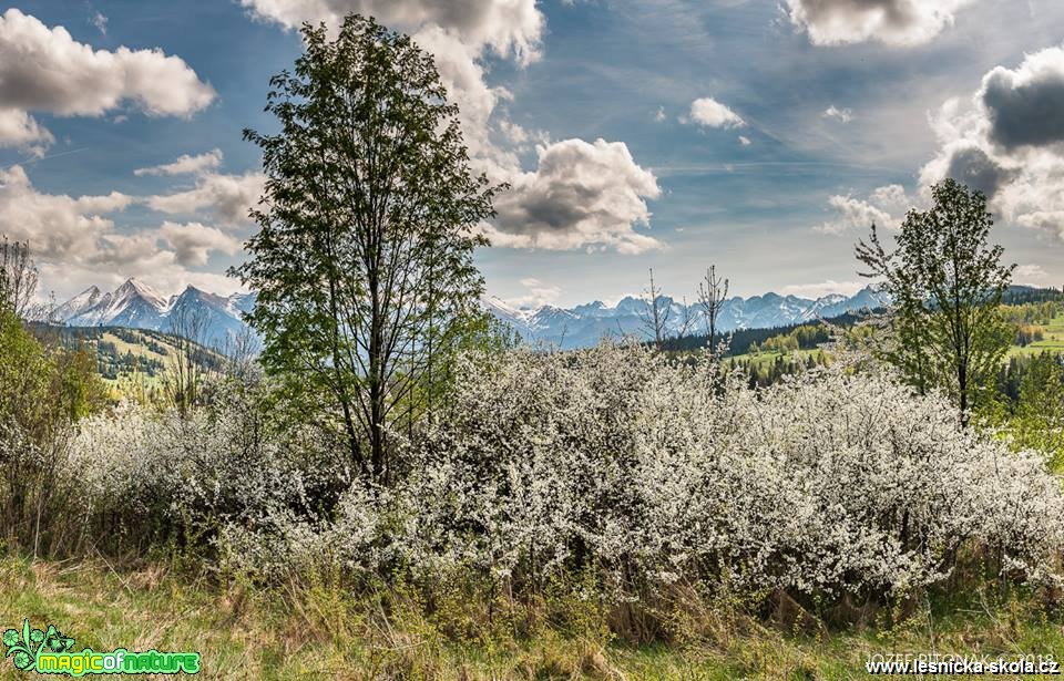 Rozkvetlé stromy slovenských hor - Foto Jozef Pitoňák 0418 (8)