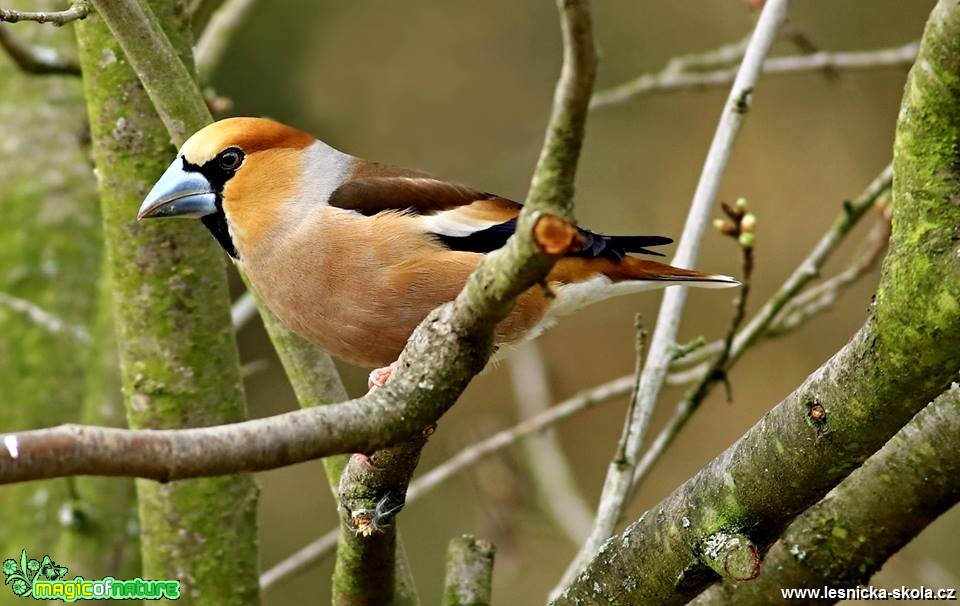 Dlask tlustozobý - Coccothraustes coccothraustes - Foto Pavel Balazka 0418 (3)