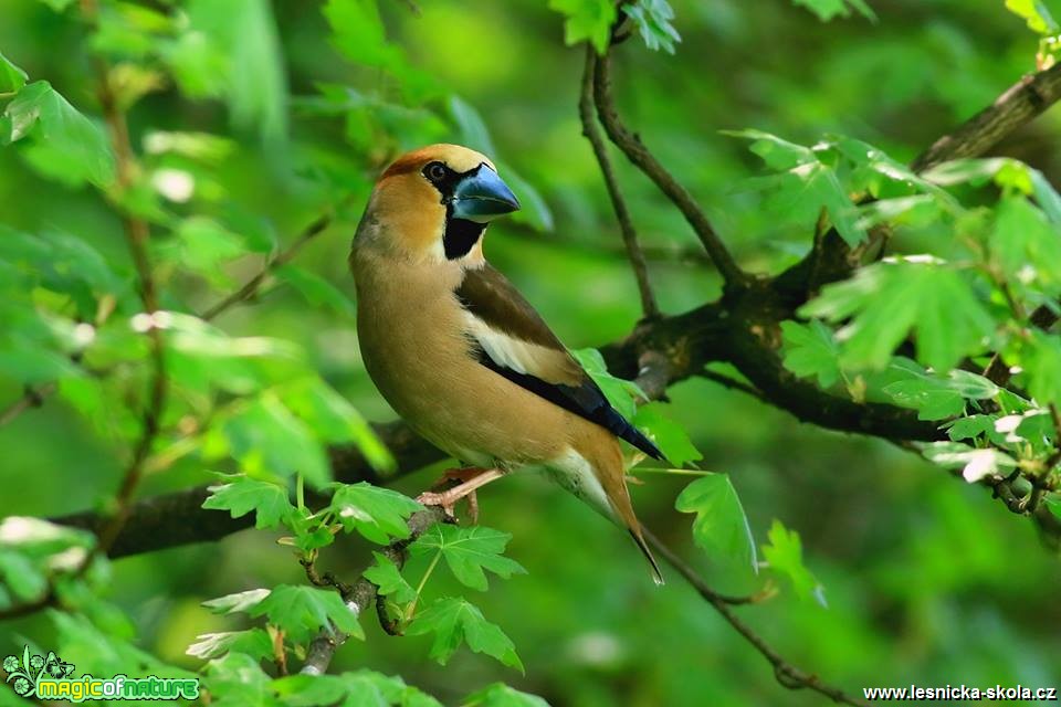 Dlask tlustozobý - Coccothraustes coccothraustes - Foto Pavel Balazka 0418 (5)