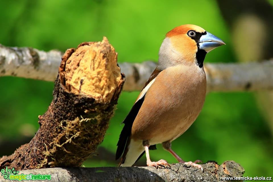 Dlask tlustozobý - Coccothraustes coccothraustes - Foto Pavel Balazka 0418 (6)