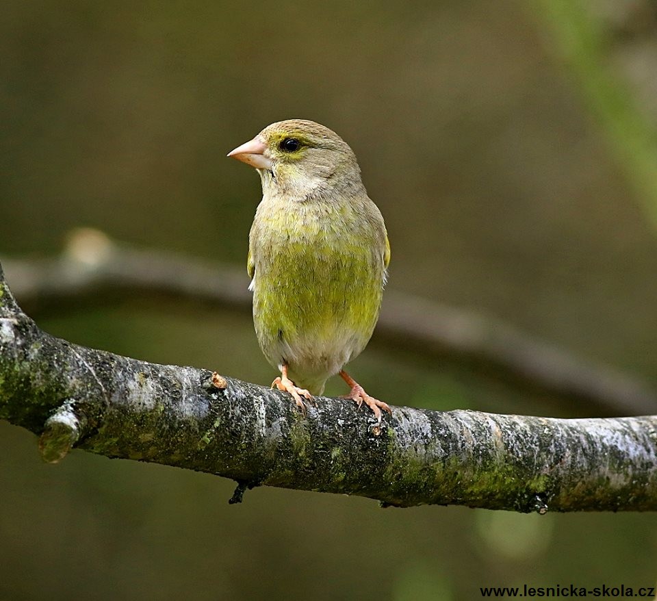 Zvonek zelený - Chloris chloris - Foto Pavel Balazka 0418