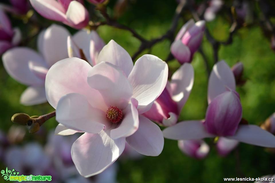Květy magnólie - Foto Marie Vykydalová 0418 (2)