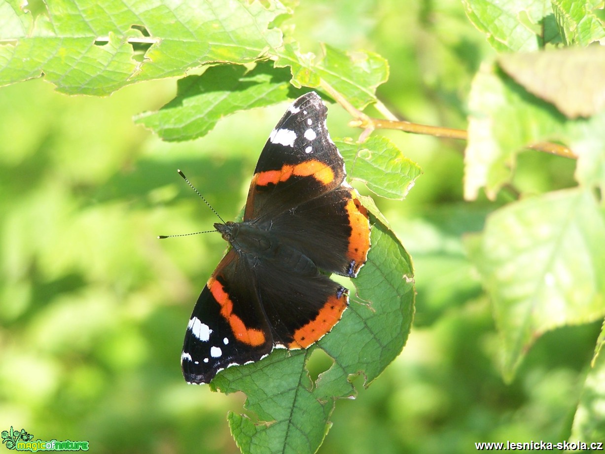 Babočka admirál -  Foto Marie Žďánská 0418 (2)