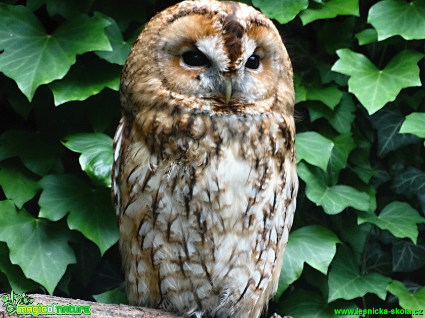 Puštík obecný - Strix aluco - Foto Karel Kříž