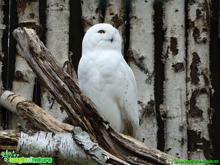 Sovice sněžní - Bubo scandiacus - Foto Karel Kříž