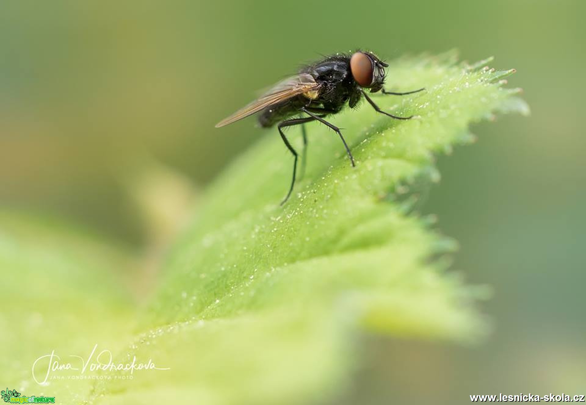 Pohled do hmyzího světa - Foto Jana Vondráčková 0418 (1)