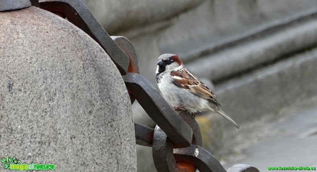 Vrabec domácí - Passer domesticus - Foto Karel Kříž (1)