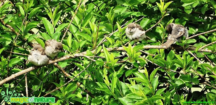 Vrabec domácí - Passer domesticus - Foto Karel Kříž