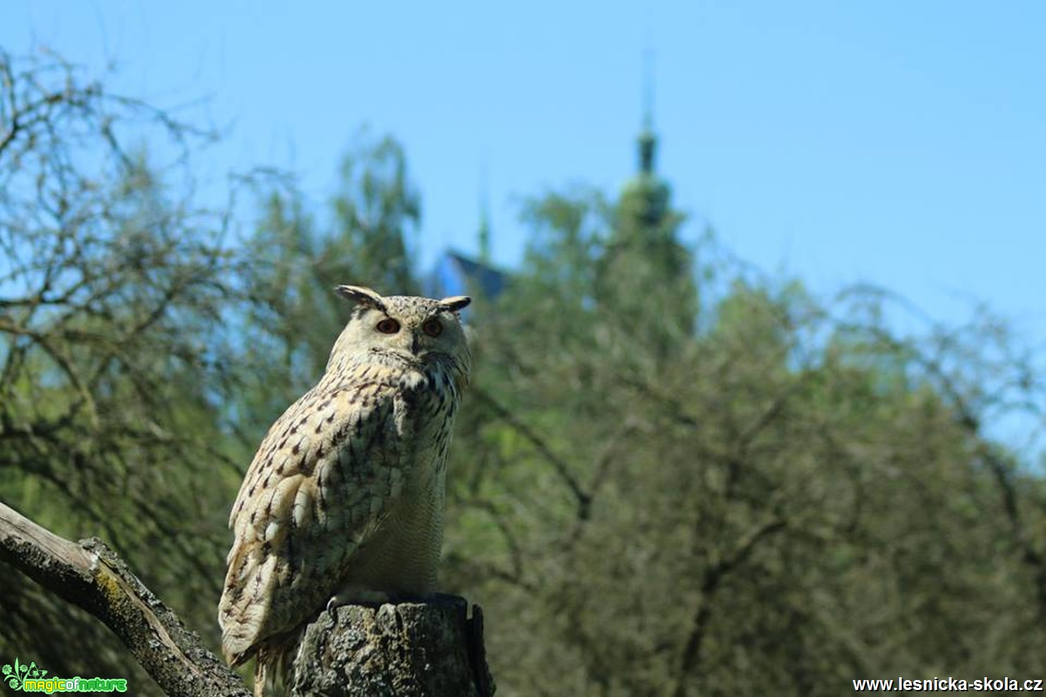 U dravců a sov - Foto Ladislav Jonák 0418 (9)