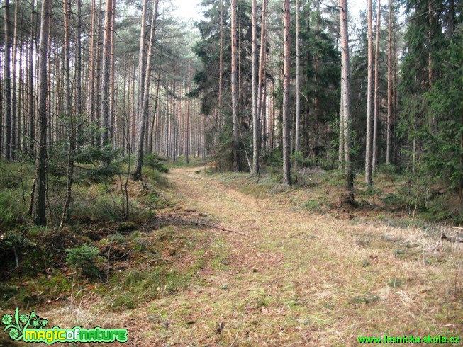 Cesta lesem - Foto Josef Vykoukal