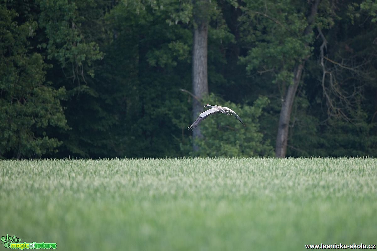 Jeřáb popelavý - Grus grus - Foto Lukáš Zahrádka 0518 (1)