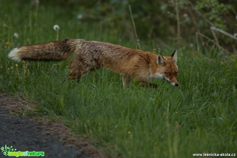 Setkání s liškou - Foto Jozef Pitoňák 0518 (2)